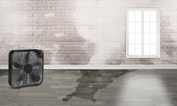 Best Water damage restoration near me  in Empire, CA